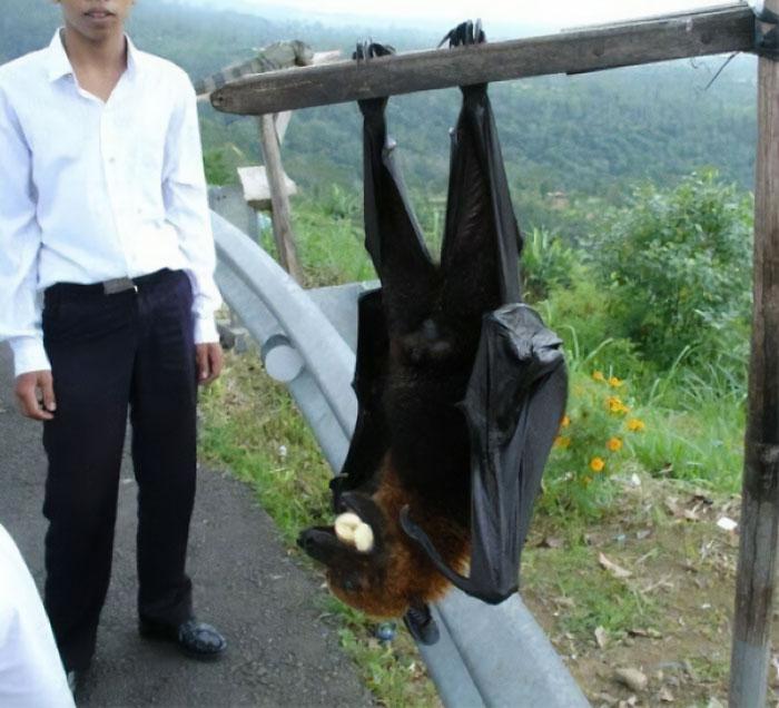 88 Animals So Giant It’s Hard To Believe They Are Real (New Pics)