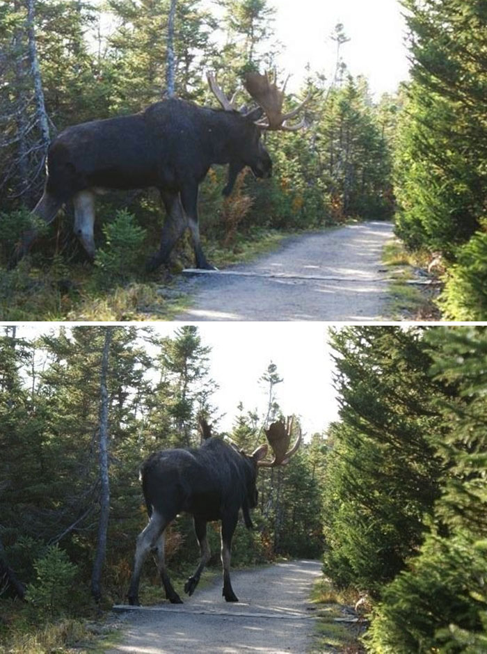 88 Animals So Giant It’s Hard To Believe They Are Real (New Pics)