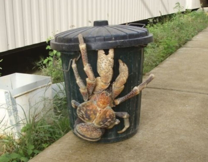 88 Animals So Giant It’s Hard To Believe They Are Real (New Pics)