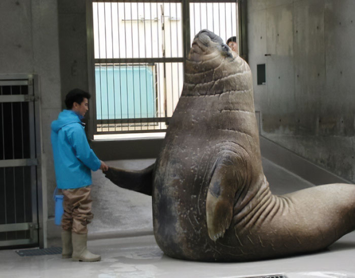 88 Animals So Giant It’s Hard To Believe They Are Real (New Pics)