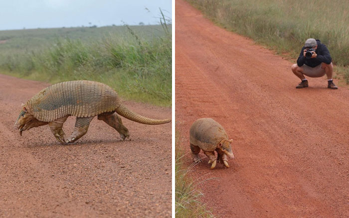 88 Animals So Giant It’s Hard To Believe They Are Real (New Pics)