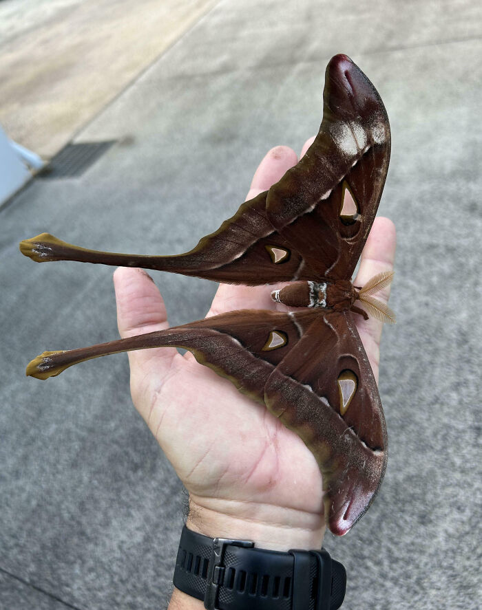 88 Animals So Giant It’s Hard To Believe They Are Real (New Pics)