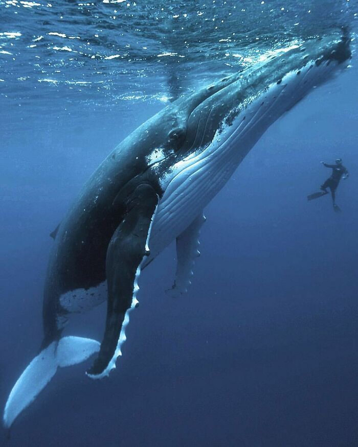 88 Animals So Giant It’s Hard To Believe They Are Real (New Pics)