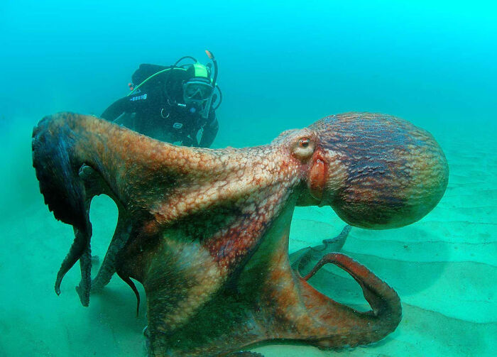 88 Animals So Giant It’s Hard To Believe They Are Real (New Pics)