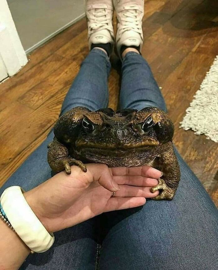 88 Animals So Giant It’s Hard To Believe They Are Real (New Pics)