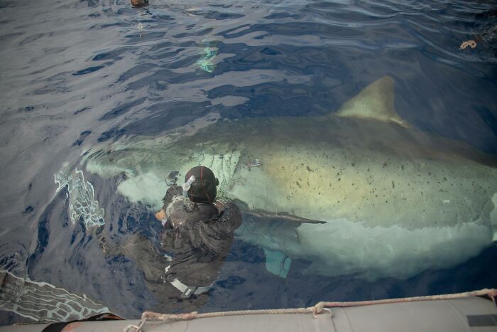 88 Animals So Giant It’s Hard To Believe They Are Real (New Pics)