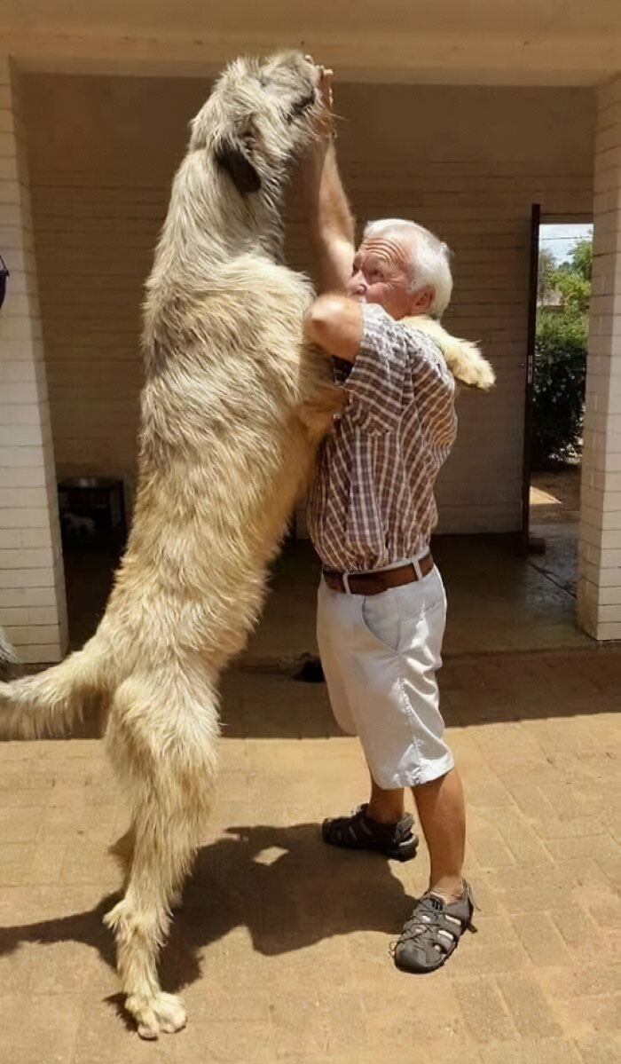 88 Animals So Giant It’s Hard To Believe They Are Real (New Pics)