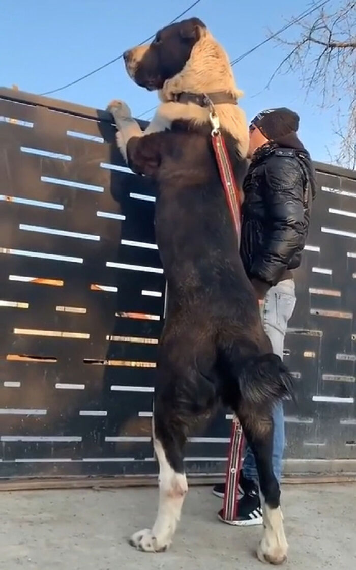 88 Animals So Giant It’s Hard To Believe They Are Real (New Pics)