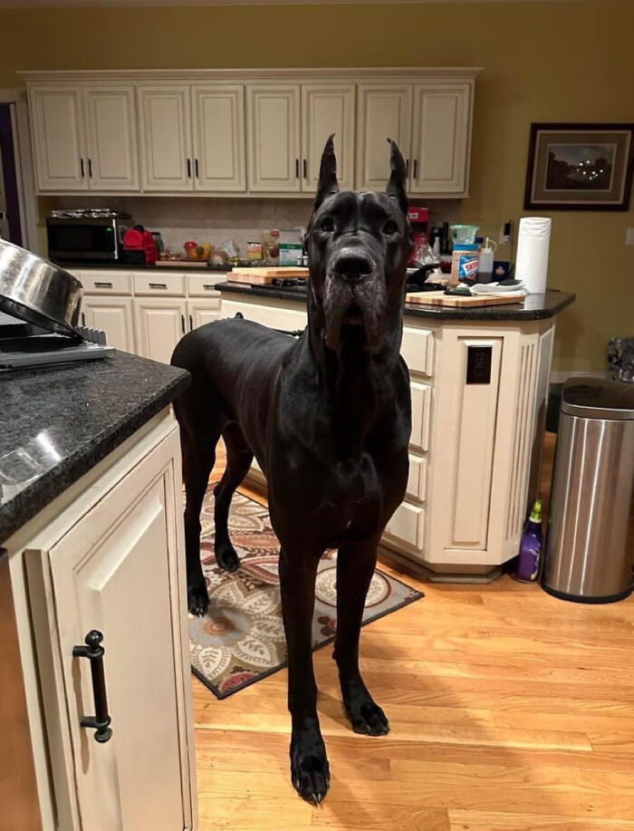 88 Animals So Giant It’s Hard To Believe They Are Real (New Pics)