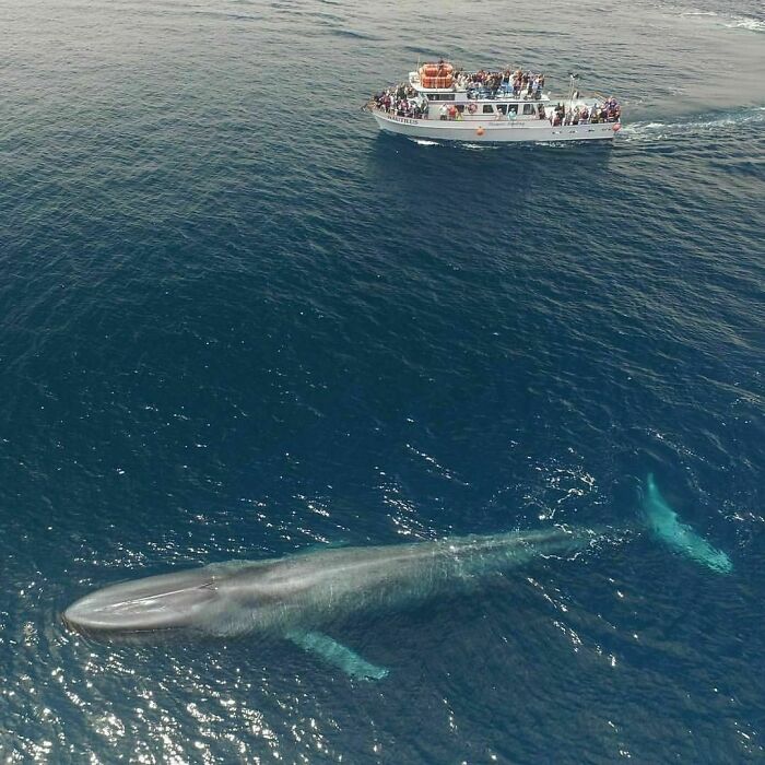 88 Animals So Giant It’s Hard To Believe They Are Real (New Pics)