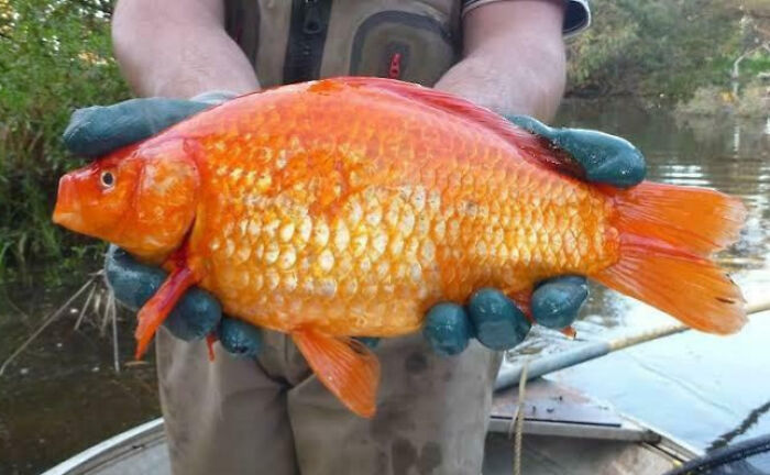 88 Animals So Giant It’s Hard To Believe They Are Real (New Pics)
