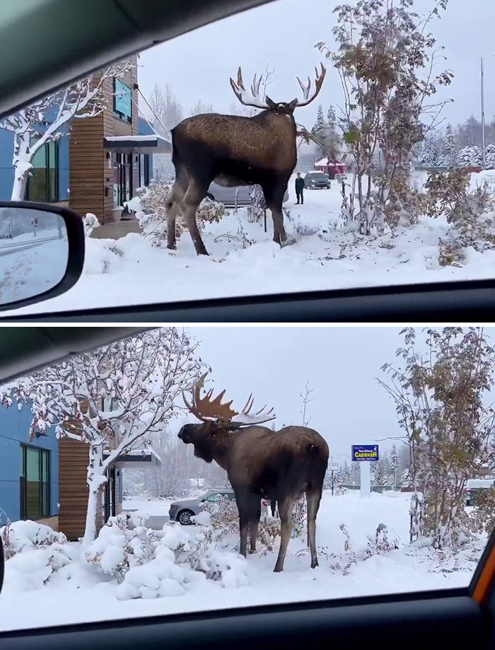 88 Animals So Giant It’s Hard To Believe They Are Real (New Pics)