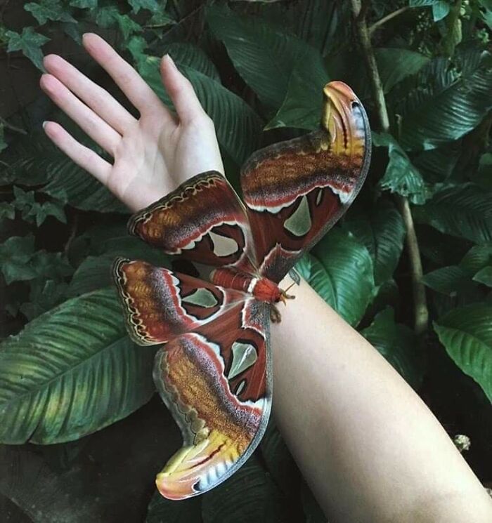 88 Animals So Giant It’s Hard To Believe They Are Real (New Pics)