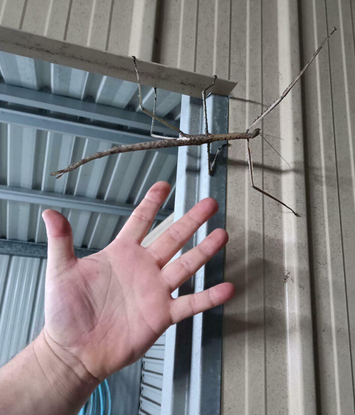 88 Animals So Giant It’s Hard To Believe They Are Real (New Pics)