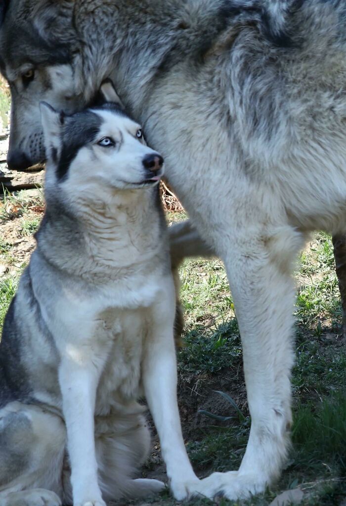 88 Animals So Giant It’s Hard To Believe They Are Real (New Pics)