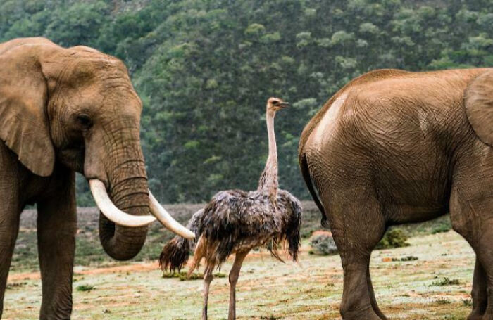 88 Animals So Giant It’s Hard To Believe They Are Real (New Pics)