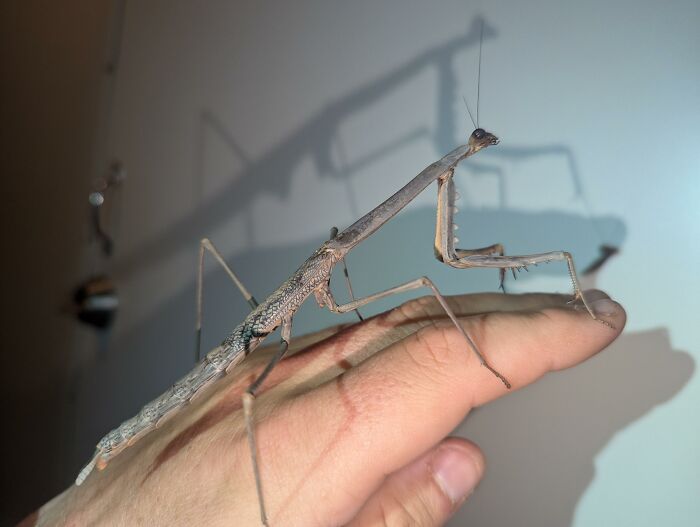 88 Animals So Giant It’s Hard To Believe They Are Real (New Pics)