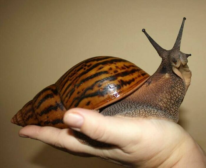 88 Animals So Giant It’s Hard To Believe They Are Real (New Pics)