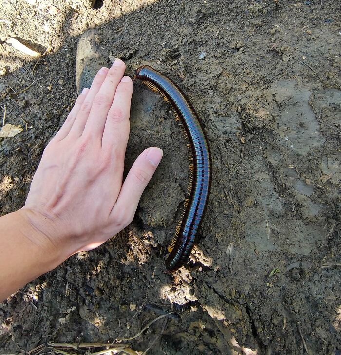 88 Animals So Giant It’s Hard To Believe They Are Real (New Pics)