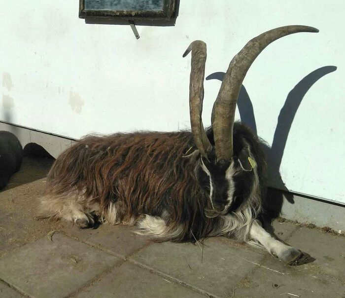 88 Animals So Giant It’s Hard To Believe They Are Real (New Pics)