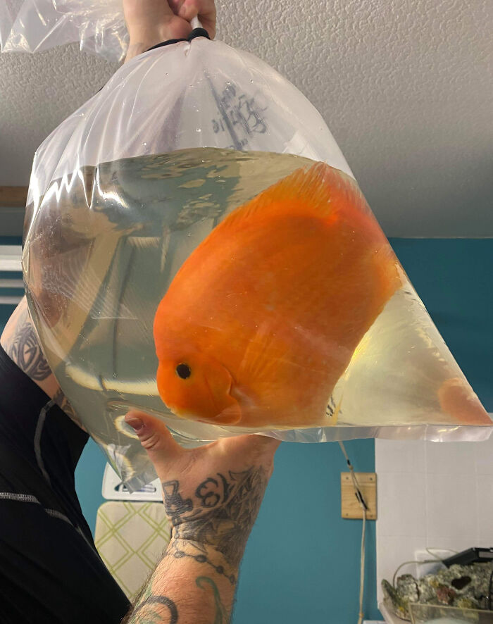 88 Animals So Giant It’s Hard To Believe They Are Real (New Pics)