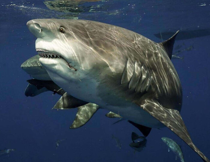 88 Animals So Giant It’s Hard To Believe They Are Real (New Pics)