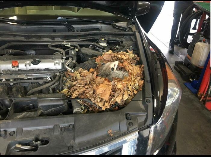 69 Times Car Mechanics Had To Take Pics Of What They Were Dealing With So Others Would Believe Them
