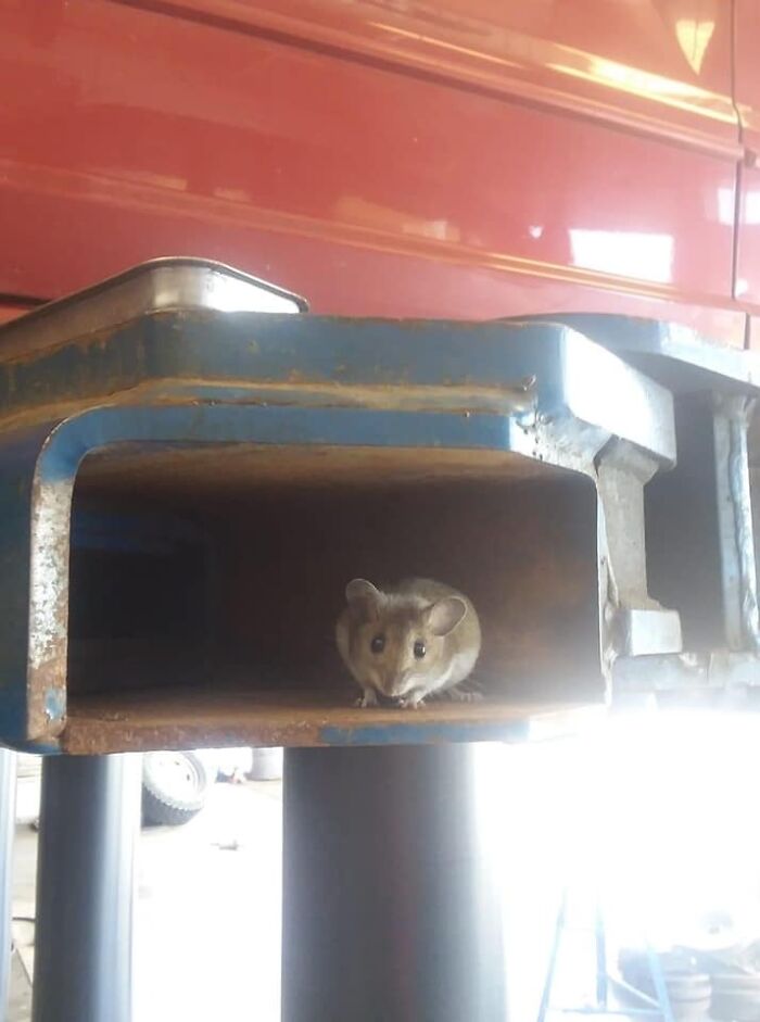 69 Times Car Mechanics Had To Take Pics Of What They Were Dealing With So Others Would Believe Them