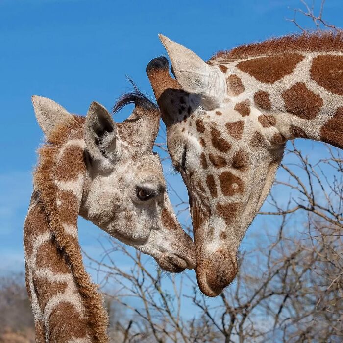 31 Heartwarming Photos Of Wild Animal Moms With Their Babies, Captured By Joe Neely