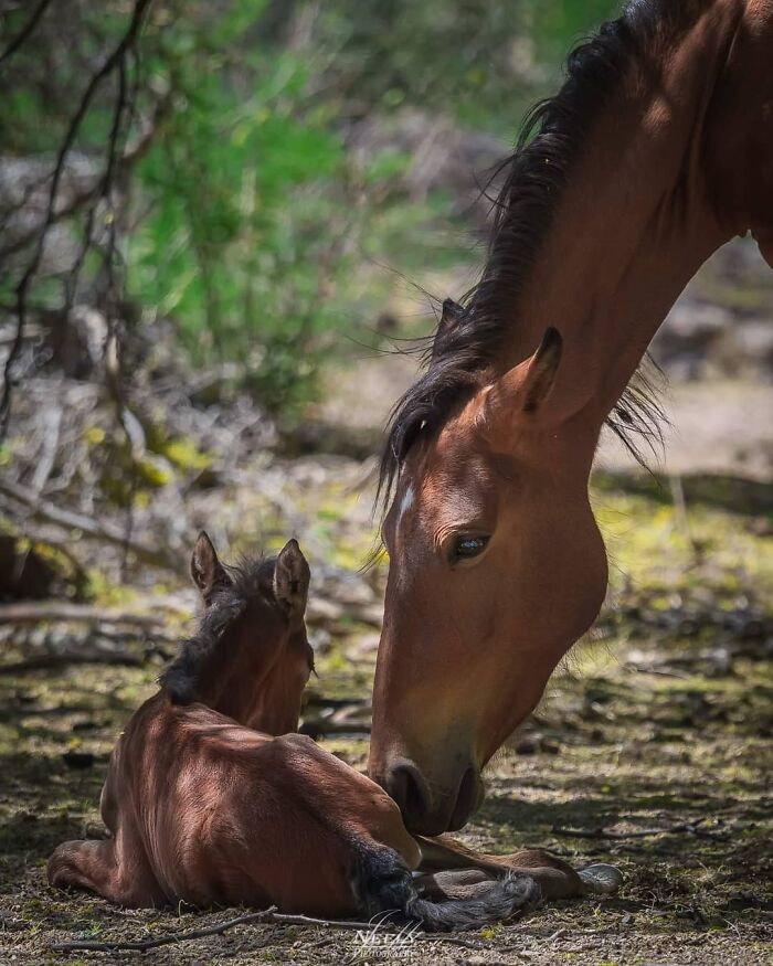 31 Heartwarming Photos Of Wild Animal Moms With Their Babies, Captured By Joe Neely