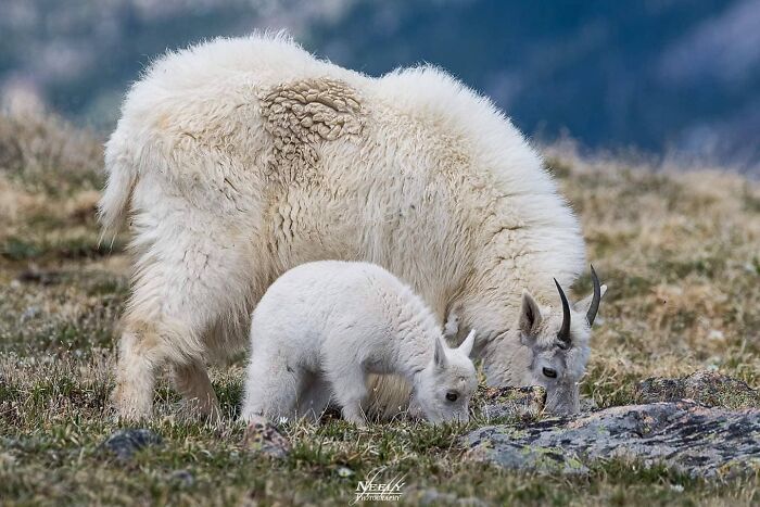 31 Heartwarming Photos Of Wild Animal Moms With Their Babies, Captured By Joe Neely