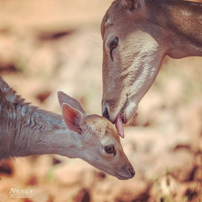 31 Heartwarming Photos Of Wild Animal Moms With Their Babies, Captured By Joe Neely