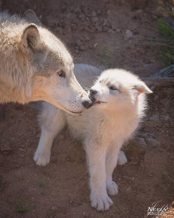 31 Heartwarming Photos Of Wild Animal Moms With Their Babies, Captured By Joe Neely
