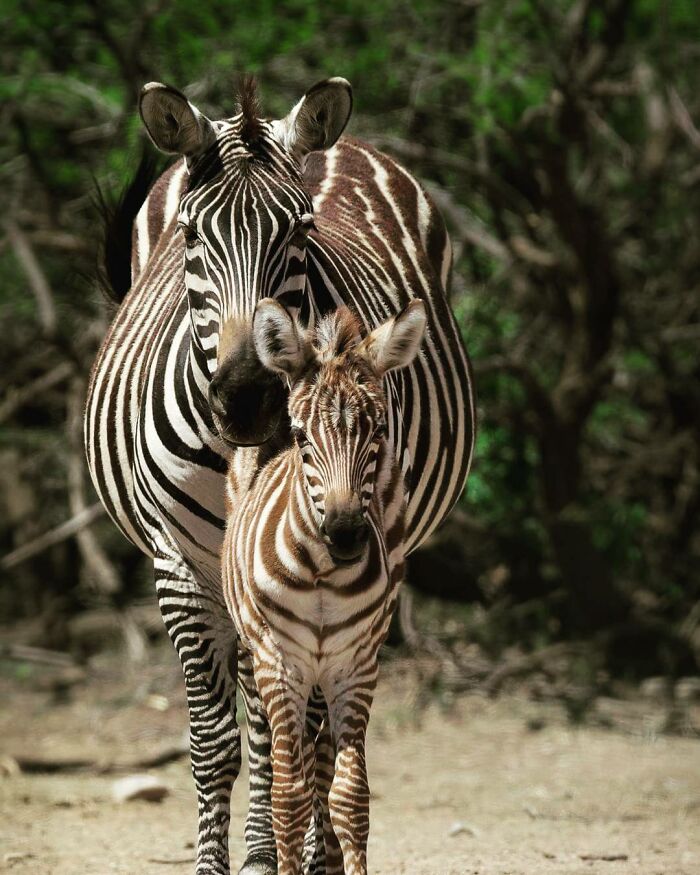 31 Heartwarming Photos Of Wild Animal Moms With Their Babies, Captured By Joe Neely