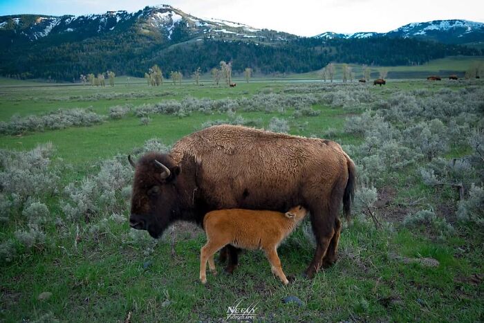 31 Heartwarming Photos Of Wild Animal Moms With Their Babies, Captured By Joe Neely