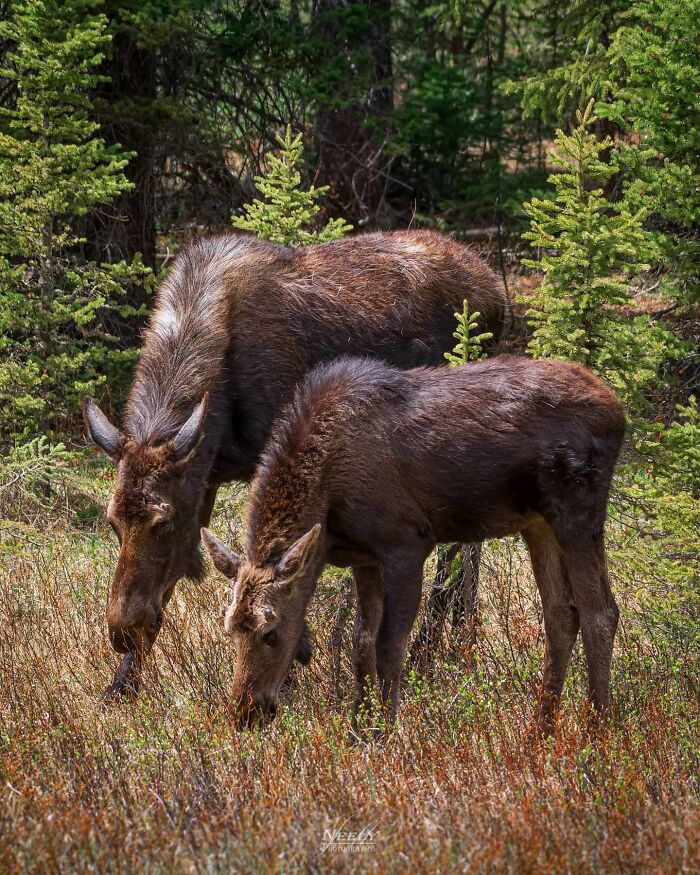 31 Heartwarming Photos Of Wild Animal Moms With Their Babies, Captured By Joe Neely