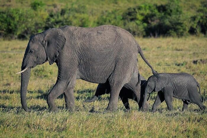31 Heartwarming Photos Of Wild Animal Moms With Their Babies, Captured By Joe Neely