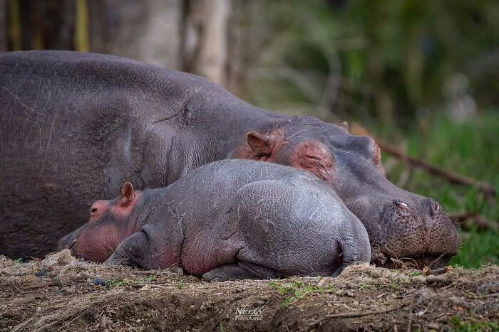 31 Heartwarming Photos Of Wild Animal Moms With Their Babies, Captured By Joe Neely