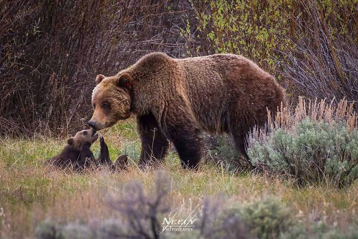 31 Heartwarming Photos Of Wild Animal Moms With Their Babies, Captured By Joe Neely