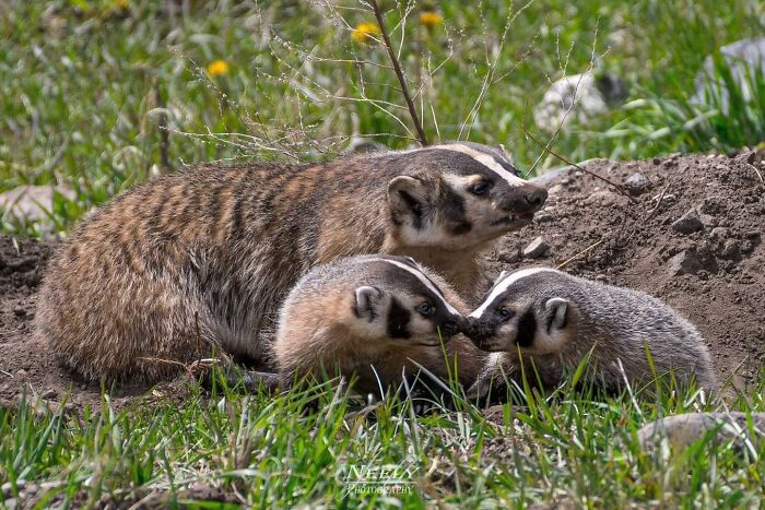 31 Heartwarming Photos Of Wild Animal Moms With Their Babies, Captured By Joe Neely