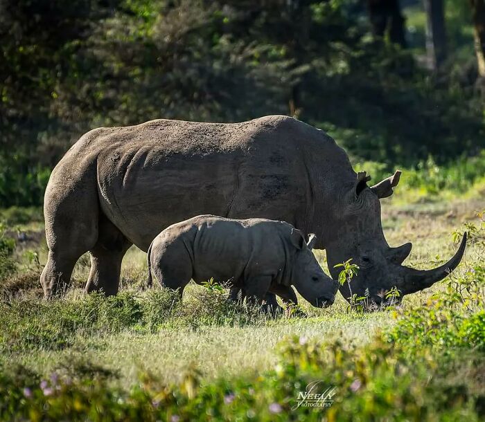 31 Heartwarming Photos Of Wild Animal Moms With Their Babies, Captured By Joe Neely