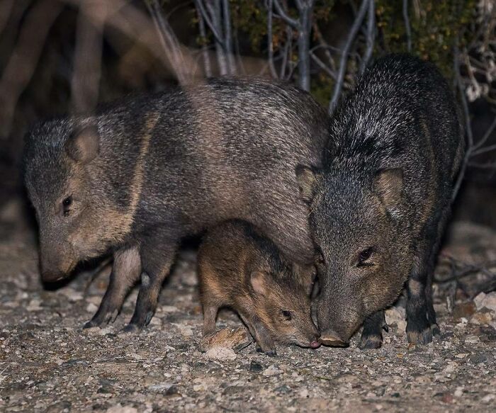 31 Heartwarming Photos Of Wild Animal Moms With Their Babies, Captured By Joe Neely
