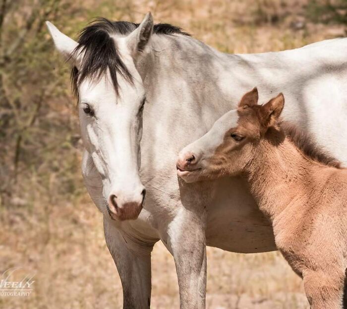 31 Heartwarming Photos Of Wild Animal Moms With Their Babies, Captured By Joe Neely