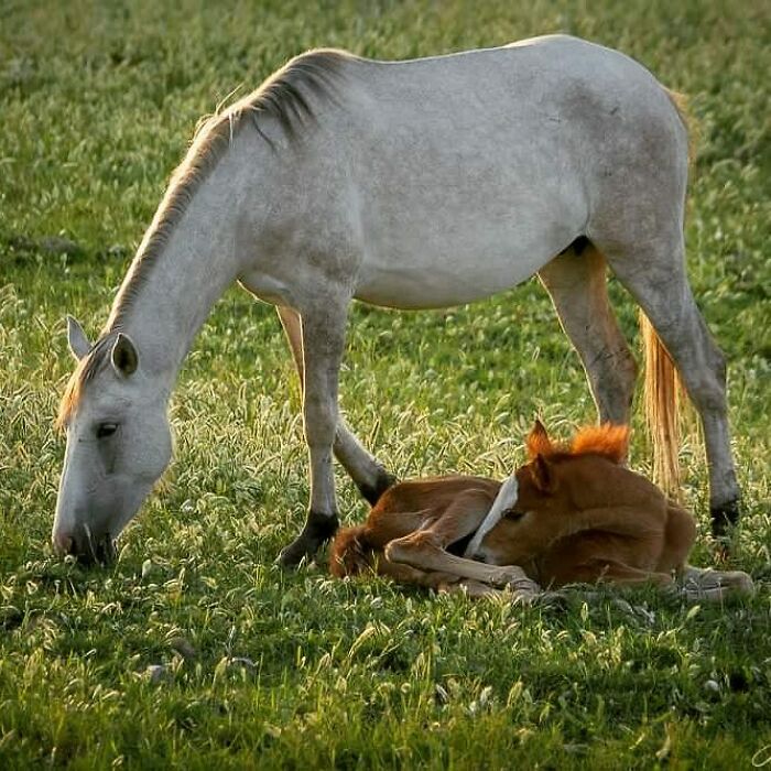31 Heartwarming Photos Of Wild Animal Moms With Their Babies, Captured By Joe Neely