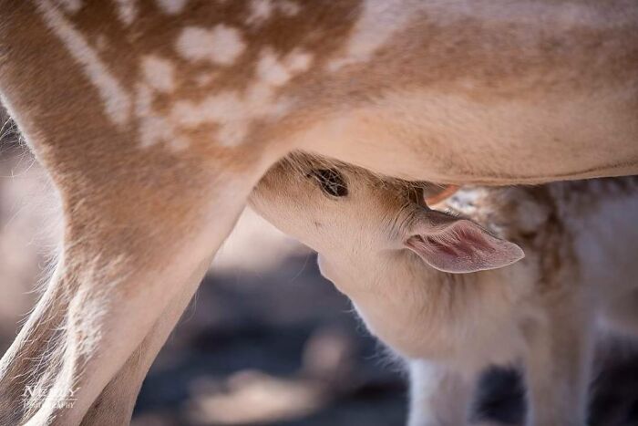 31 Heartwarming Photos Of Wild Animal Moms With Their Babies, Captured By Joe Neely
