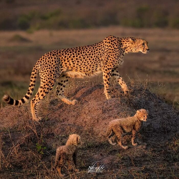 31 Heartwarming Photos Of Wild Animal Moms With Their Babies, Captured By Joe Neely
