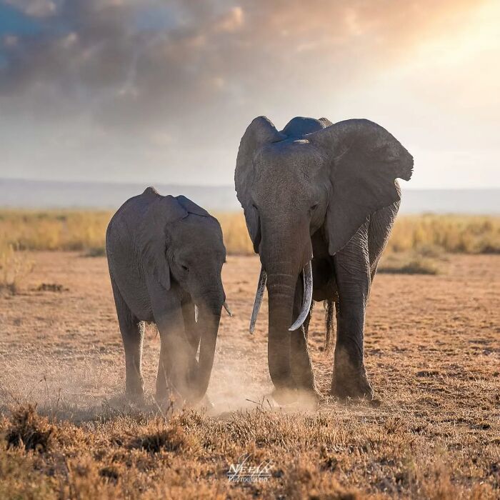 31 Heartwarming Photos Of Wild Animal Moms With Their Babies, Captured By Joe Neely