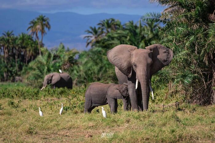 31 Heartwarming Photos Of Wild Animal Moms With Their Babies, Captured By Joe Neely