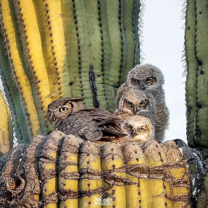 31 Heartwarming Photos Of Wild Animal Moms With Their Babies, Captured By Joe Neely