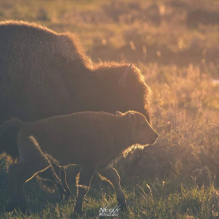 31 Heartwarming Photos Of Wild Animal Moms With Their Babies, Captured By Joe Neely